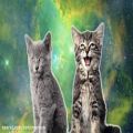 عکس گربه های فضایی - magic fly