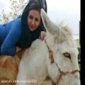 عکس عکس دختر خرسوار با اهنگ شاد ایرانی