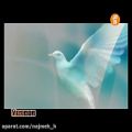 عکس نماهنگ کبوتر با صدای مازیار