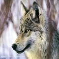 عکس Enya - Crying Wolf - le chant du Loup