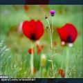 عکس Iran Damavand ,Wild Poppy Fild ! دشت شقایق در دامنه دماوند