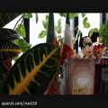 عکس Reza Sadrghi Iranian Music رضا صادقی : حواسم بهت بود
