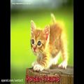 عکس ترانه کودکانه - گربه ملوس