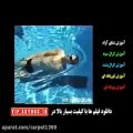 عکس دانلود فیلم های آموزشی شنا به زبان فارسی 1