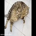 عکس FAT CAT FAIL FUNNY COMPILATION!!