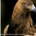 عکس عقاب اثر دکتر خانلری