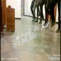 عکس آموزش رقص کوردی/ آموزش هه لپه رکی.تهران/kurdish dance