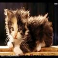 عکس ترانه شاد کودکانه - گربه ملوس