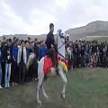 عکس رقص کوردی اسب زیبای کرد در مراسم جشن بهار بیجار گروس