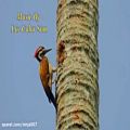 عکس Woodpecker making nest in trees - Instrumental music with soft Piano sound