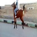 عکس این اسب کرد عراقی