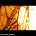 عکس موسیقی بی کلام والس ارلا اثر اولافور آرنالدز