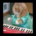 عکس پیانو زدن گربه