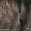 عکس Loga Ramin Torkian - The Wild Deer موسیقی بی کلام