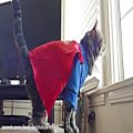 عکس فیلم بتمن و سوپرمن ولی با گربه-720p