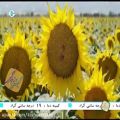 عکس كیش و زندگی - موزیك ویدئو دیوونه میثم ابراهیمی- شاد شاد