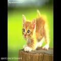 عکس کلیپ موزیکال شاد کودکانه گربه ملوس | سرود