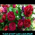 عکس گلفروشهای مهربان در استقبال عید نوروز97