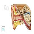 عکس ۱۳- سیستم شنوایی Human Hearing