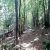 عکس تصاویر زیبا و بی نظیر بکر جنگل با آهنگ التماس ممتد از امیرتیموری