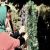 عکس کلیپ شاد تبریک عید نوروز ۹۸ باصدای کسری و امیر کهبد کاویانی