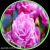 عکس کلیپ زیبای تبریک میلاد پبامبر برای استوری و واتساپ