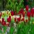 عکس گل های اطلسی با صدای استاد علیرضا افتخاری