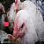 عکس پرورش وفروش مرغ گوشتی سبز با موزیک شاهین بنان