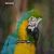عکس پرنده اثری زیبا و ماندگار از دوست هنرمدم جناب آقای بهنام مومنی
