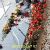 عکس اجرای موسیقی عرفانی ختم با نی و سنتور ۰۹۱۲۰۰۴۶۷۹۷ خواننده و مداح با نی و دف سنتو