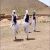 عکس رقص محلی چوب بازی دو نفره تربت جامی استاد حاج حسن قرایی