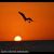 عکس مجید خشابی - هنگام پرواز