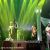 عکس کنسرت محمد علیزاده میشه نگام کنی - Mohammad Alizadeh live in concert mishe negam koni